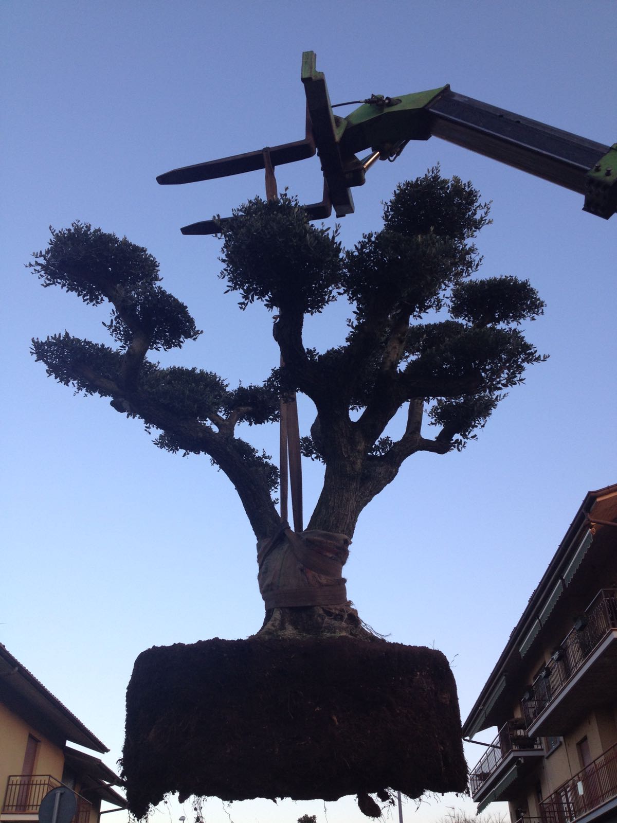 OLIVI MACROBONSAI VENDITA E CONSEGNA